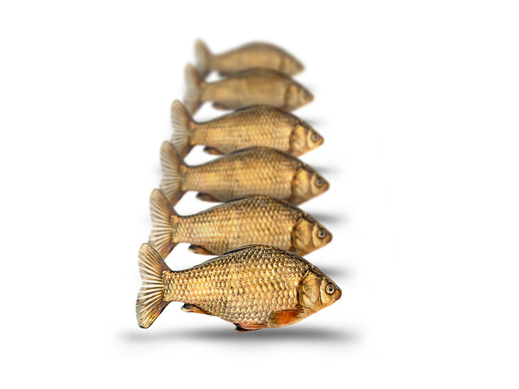 Doodaas Giebel Klein - Vacu&uuml;m verpakt | 7-13CM | 4-6ST