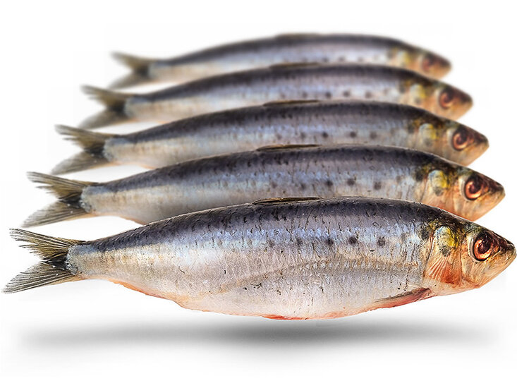 Doodaas Sardines Groot - Vacu&uuml;m verpakt | 15-23CM | 4-8ST