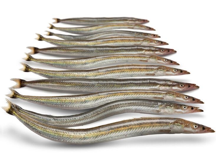 Doodaas Zandspiering - Vacu&uuml;m verpakt | 15-20CM | 6-10ST