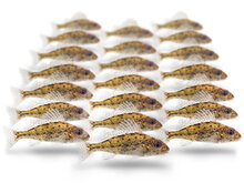 Doodaas Pos Klein - Vacu&uuml;m verpakt | 5-15CM | 5-7ST