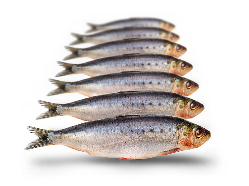 Doodaas Sardines Klein - Vacu&uuml;m verpakt | 12-18CM | 5-7ST