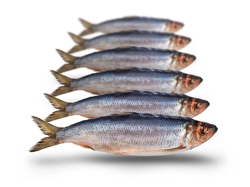 Haring | Doodaas snoek - Doodaasbestellen.nl