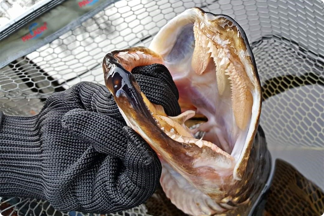 Visser met een zwarte handschoen houdt een snoek met wijd open bek vast bij de kieuw