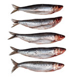 Sardines Groot - Vacuüm verpakt Sardines Groot - Vacuüm verpakt