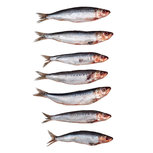 Sardines Klein - Vacuüm verpakt Sardines Klein - Vacuüm verpakt