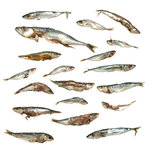 Doodaas Voer Vis / stukken - Vacuüm verpakt | 8-27CM | 4-15ST Doodaas Voer Vis / stukken - Vacuüm verpakt | 8-27CM | 4-15ST