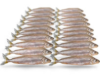 Doodaas Spiering Klein - VacuĂĽm verpakt | 7-10CM | 20-25ST Doodaas Spiering Klein - VacuĂĽm verpakt | 7-10CM | 20-25ST