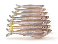 Doodaas Spiering Groot - VacuĂĽm verpakt | 12-20CM | 5-10ST Doodaas Spiering Groot - VacuĂĽm verpakt | 12-20CM | 5-10ST